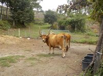 Cow.jpg
