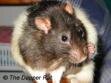 rat.jpg