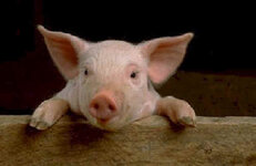 pig.jpg