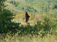 bear pic.jpg