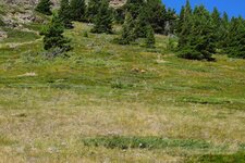 Waterton bears.jpg