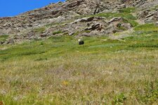 Waterton bears1.jpg
