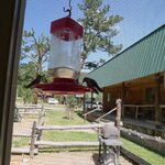 Humming birds.jpg