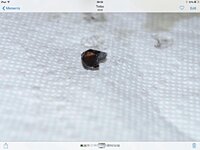 ImageUploadedByTapatalk1415785434.789391.jpg ImageUploadedByTapatalk1415785434.789391.jpg