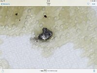 ImageUploadedByTapatalk1415785481.072329.jpg ImageUploadedByTapatalk1415785481.072329.jpg