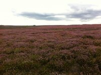 Trailriding 20-8-2014 008.jpg