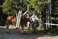 Loading mules.jpg