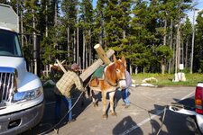 Loading mules1.jpg