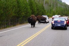 Yellowstone1.jpg
