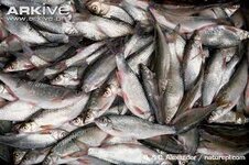 fish tails.jpg