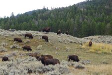 Yellowstone1.jpg