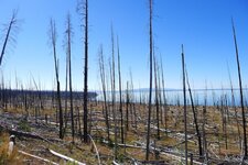 Yellowstone lake through trees.jpg