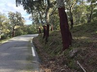 Top of the climb from Collobriere.jpg