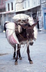 Donkey.jpg