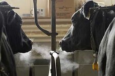 cows_steamy_breath04_134.jpg