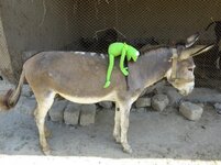 IMG_1230.jpg