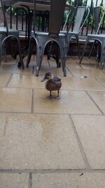 IMG_20160628_193222513.jpg