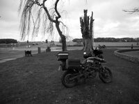 9. Dunlin.Kildare Tree Sculpture (Medium).jpg