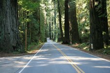Redwoods2.jpg