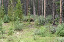 Bear.jpg