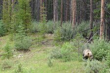 Bear1.jpg