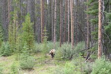 Bear2.jpg