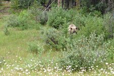 Bear3.jpg