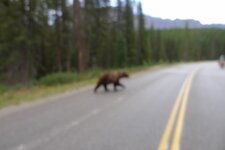 Bear4.jpg