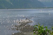 Valdez salmon.jpg