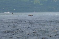 Valdez salmon1.jpg