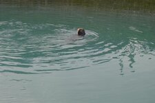 Valdez otter.jpg