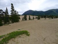 Carcross dunes.jpg