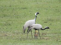 IMG_1655.jpg