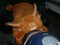 cow.jpg