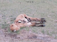IMG_0989.jpg
