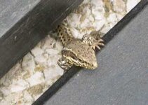 gecko.jpg