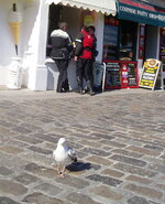 seagull.jpg