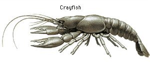crayfish.jpg