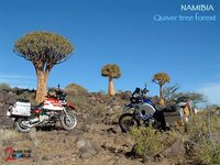 namibia_quiver_tree_forest.jpg