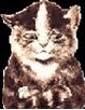 DIS use dis pic small.jpg