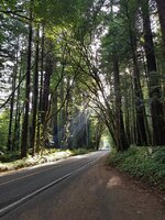 50 Ave of Giants.jpg