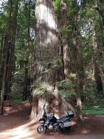 50a Ave Giants.jpg