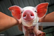 gettyimages-726894137-1024x1024.jpg