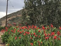 IMG_3765.jpg