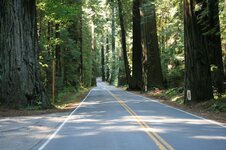 Redwoods2.JPG