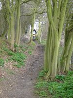 trees 1.jpg