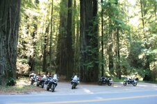 Redwoods1.JPG