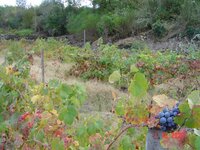 DSC02996.jpg