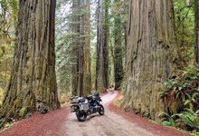 Giant Redwoods.jpg