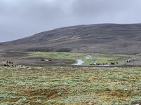 Pnnies_IMG_1058.jpg